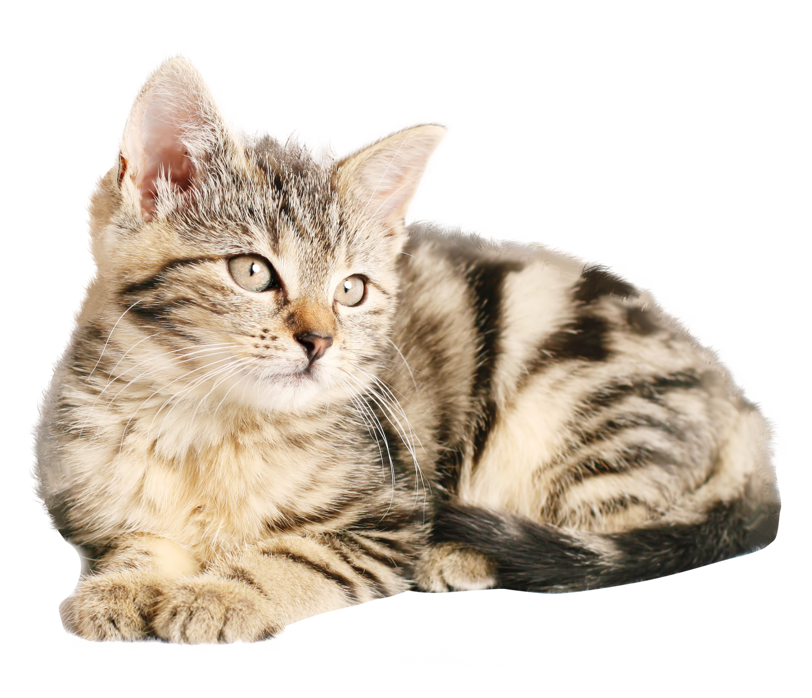 a kitten laying down on a white surface
