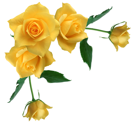 three yellow roses on a white background