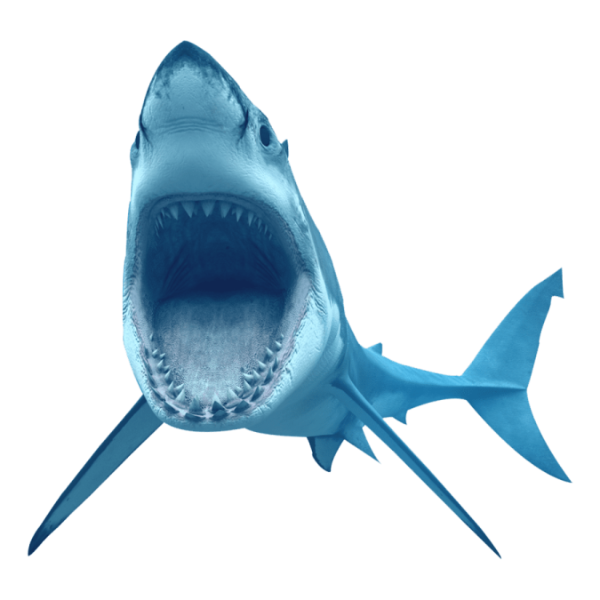 a great white shark with its mouth open