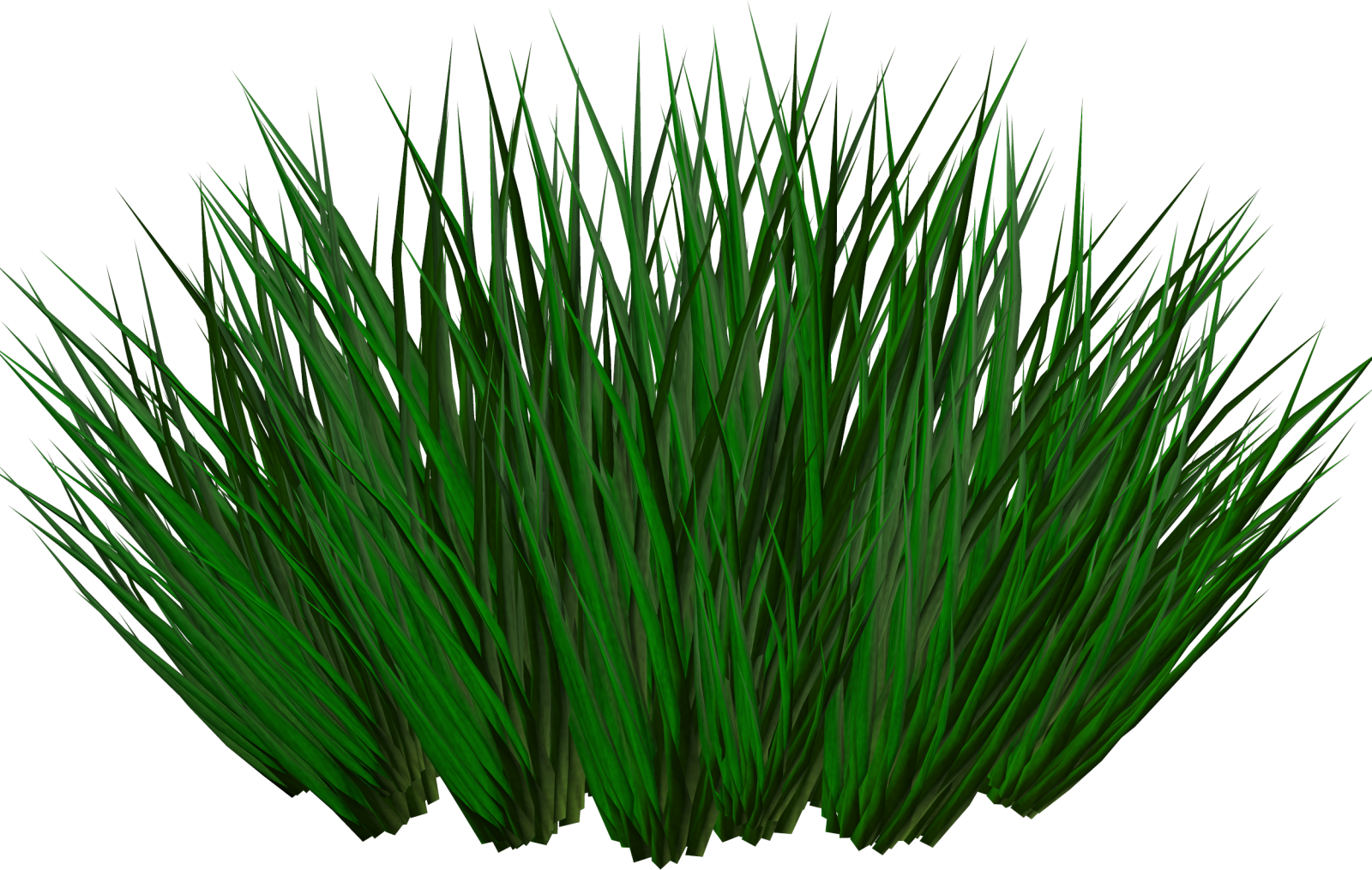 a grass plant on a white background