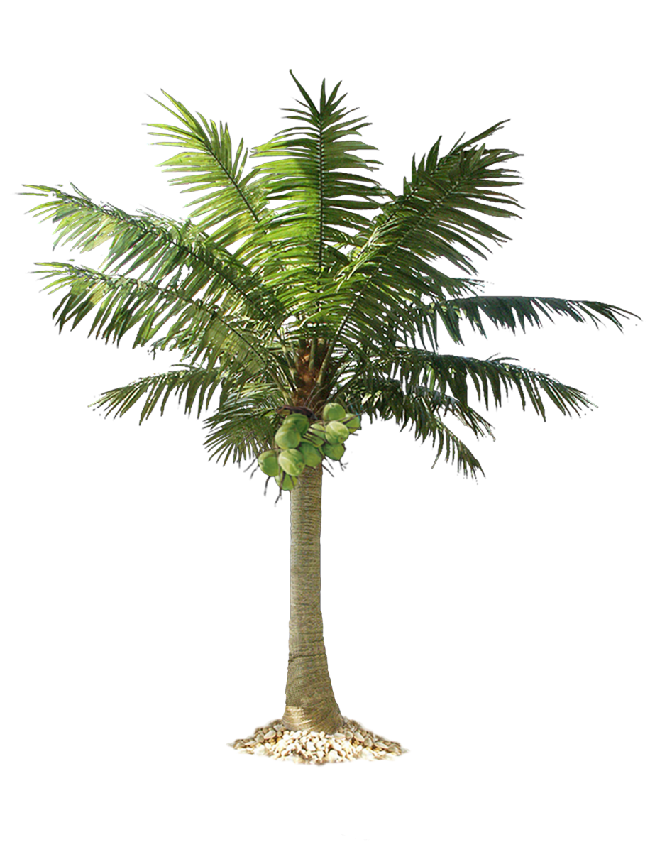 a palm tree on a white background