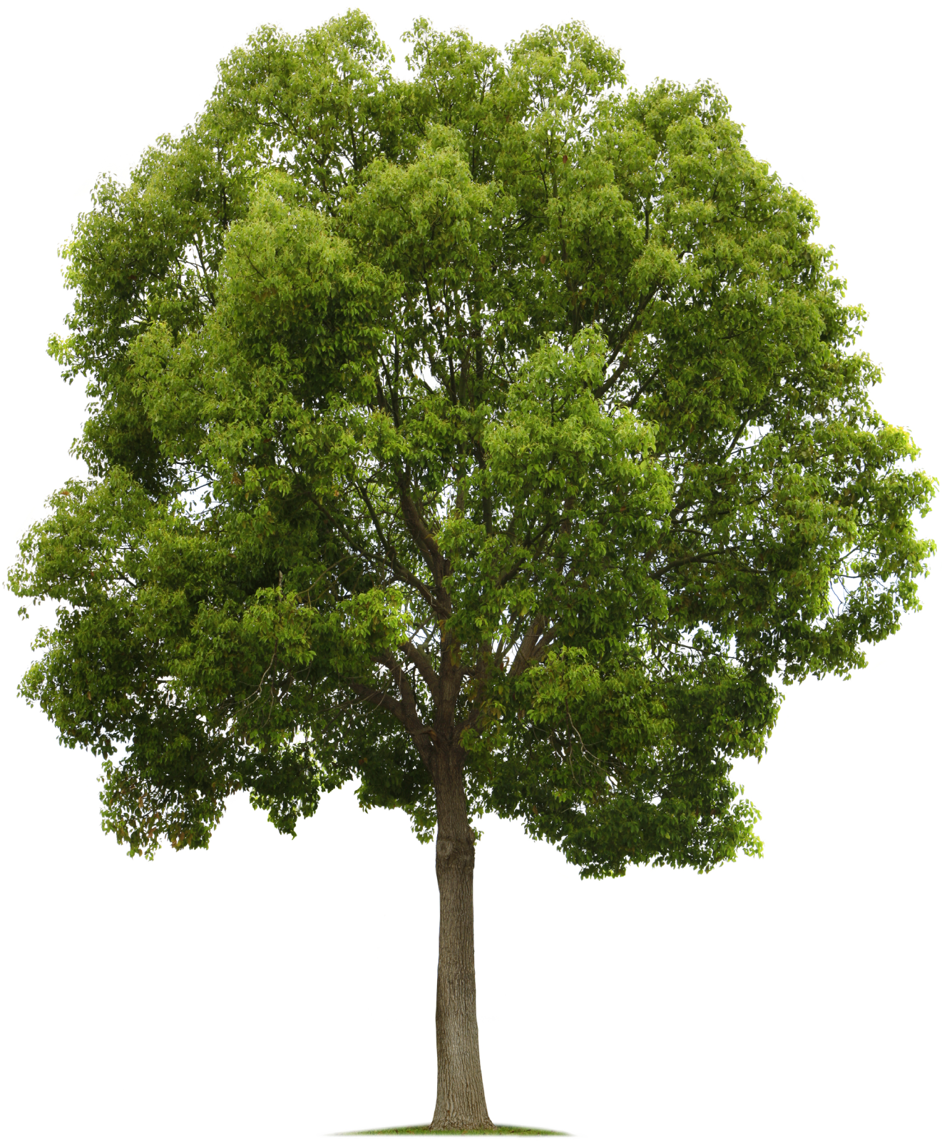 a tree on a white background