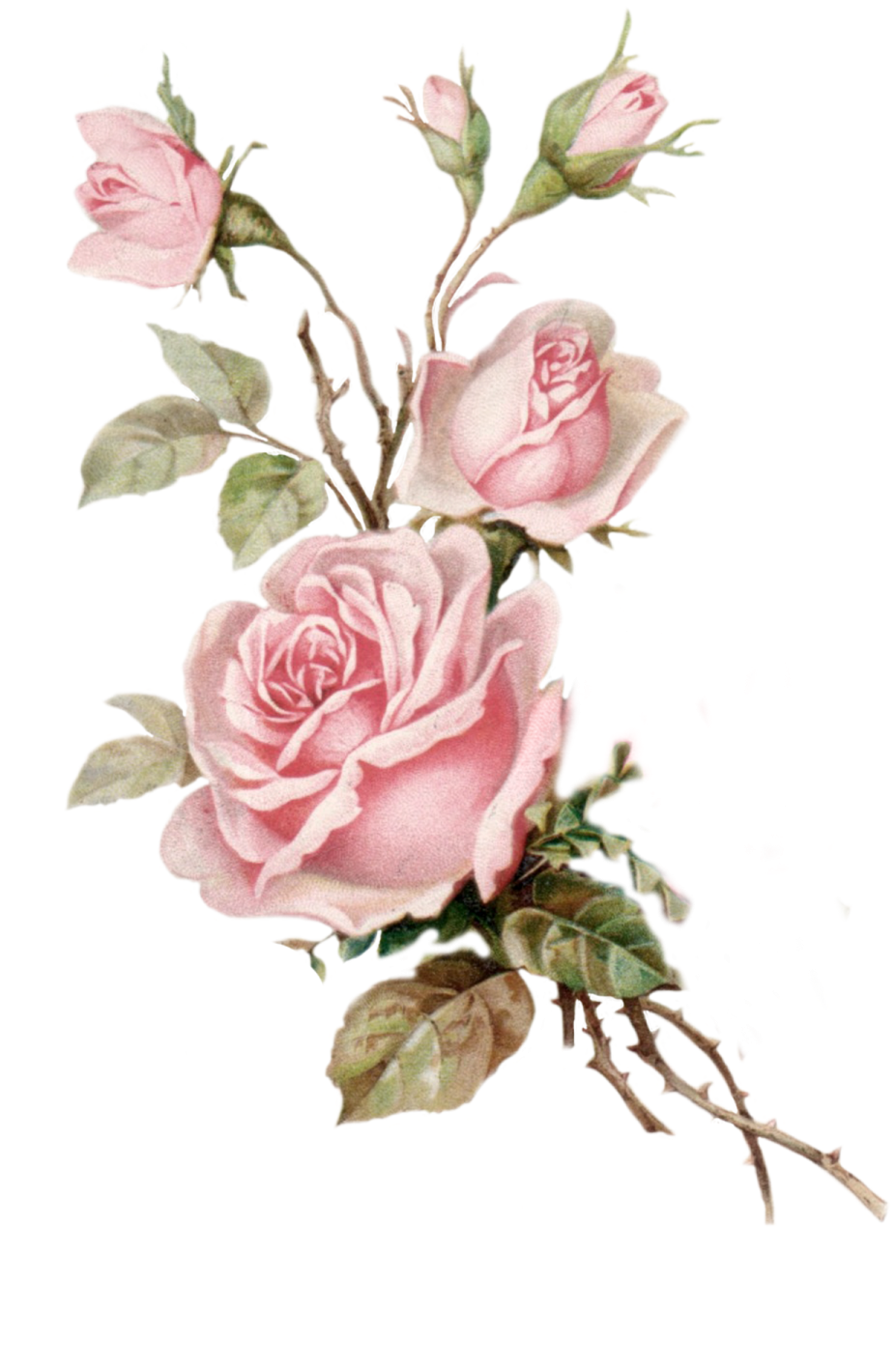 a painting of pink roses on a white background