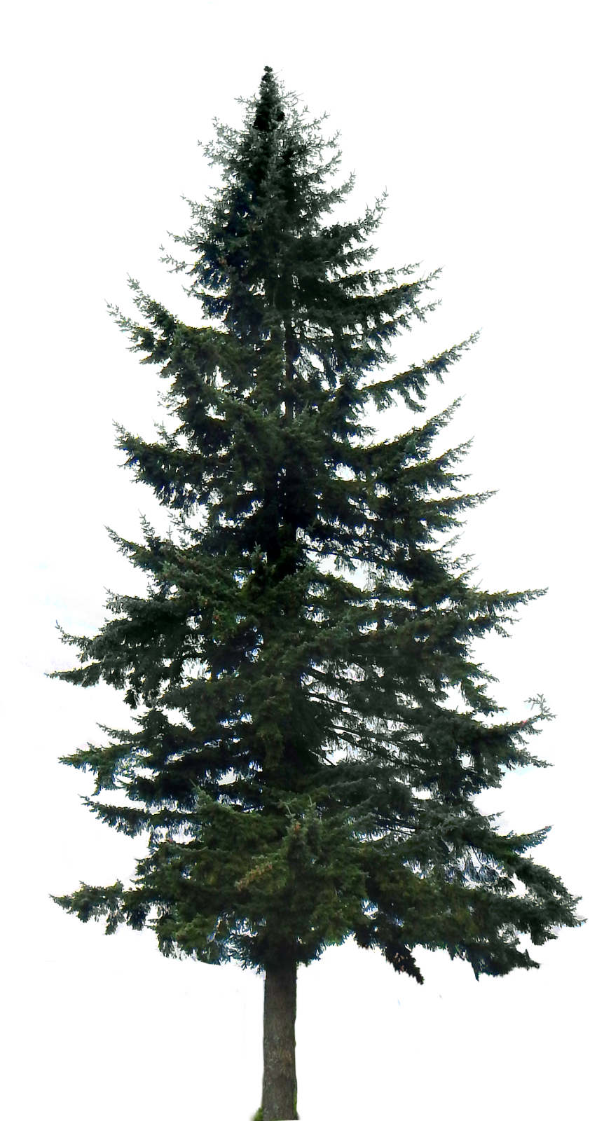 a large pine tree on a white background