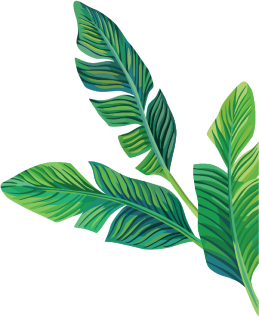 a green leaf on a white background