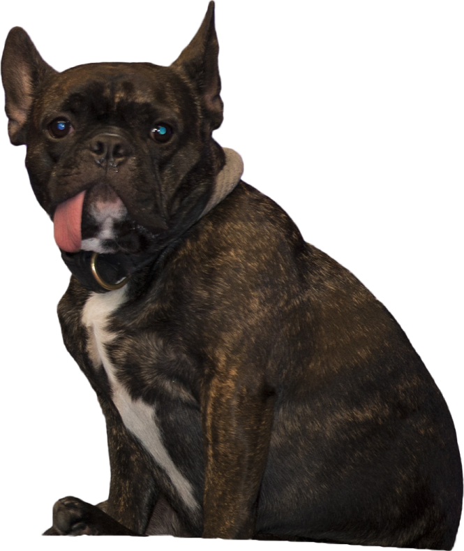a brown and black dog sitting down with its tongue out