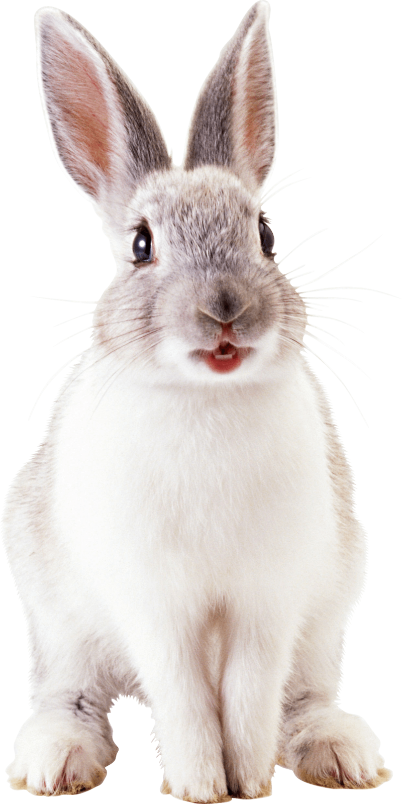 a close up of a rabbit on a white background