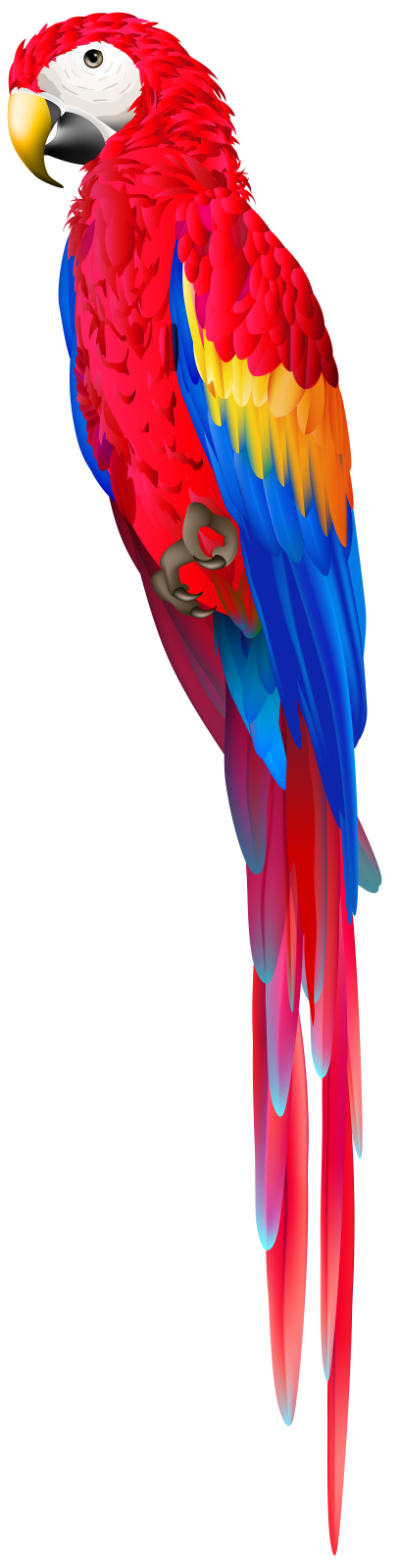 a colorful parrot on a white background