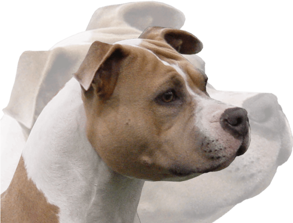 a close up of a dog's head