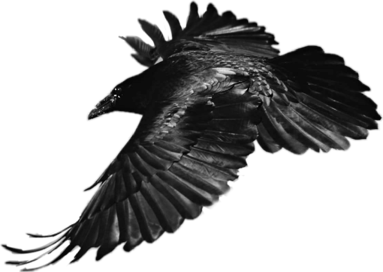 a black bird flying in the sky