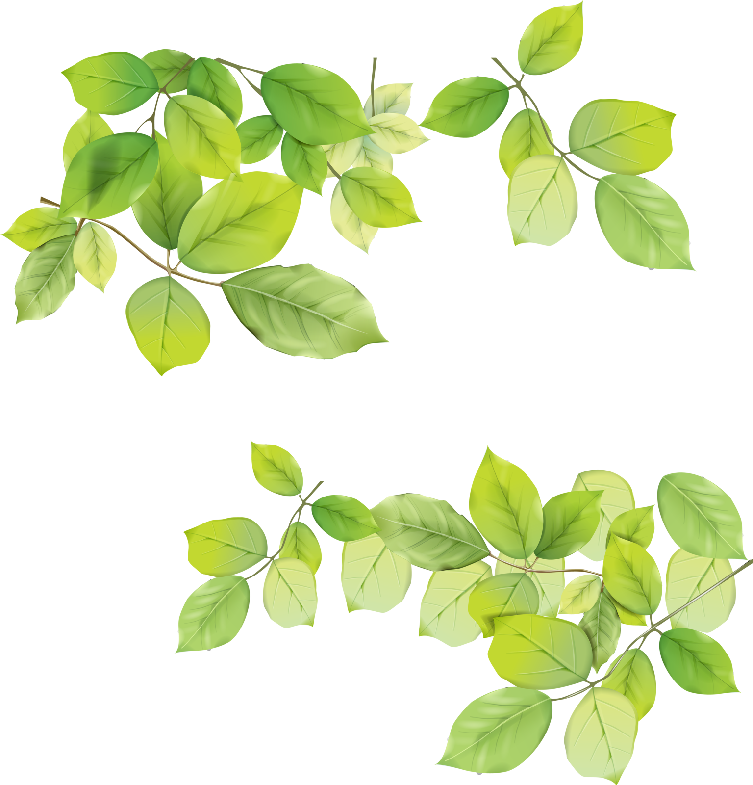 a set of green leaves on white background