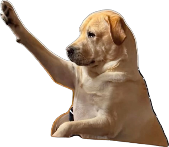 a dog with its paw raised in the air
