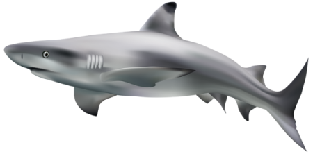 great white shark clipart