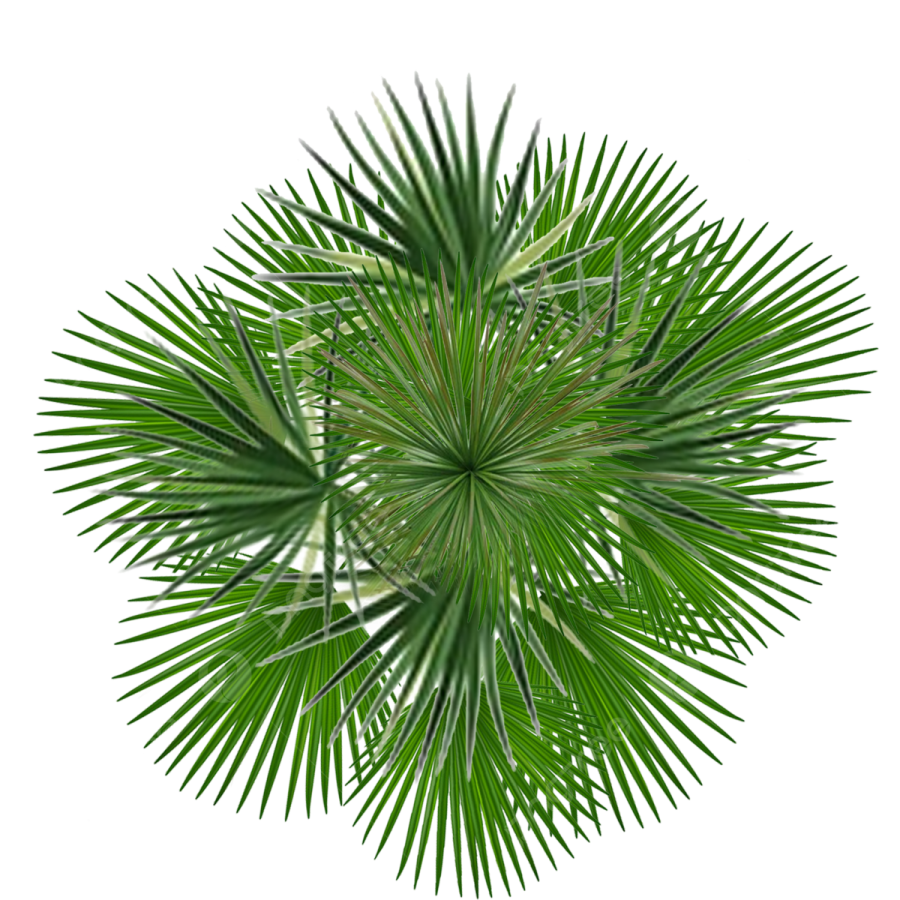 a green palm tree on a white background