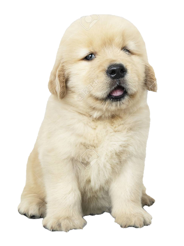 a puppy puppy sitting down and looking at the camera
