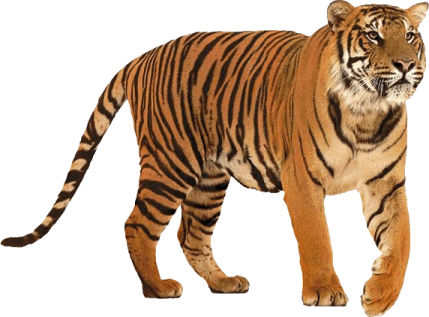 a tiger walking on a white background