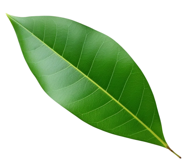 a green leaf on white background