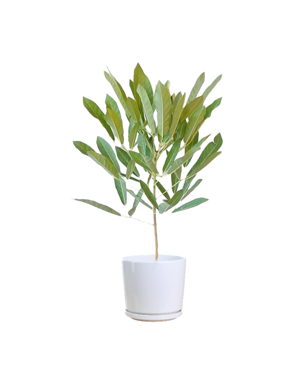 an olive tree in a white pot