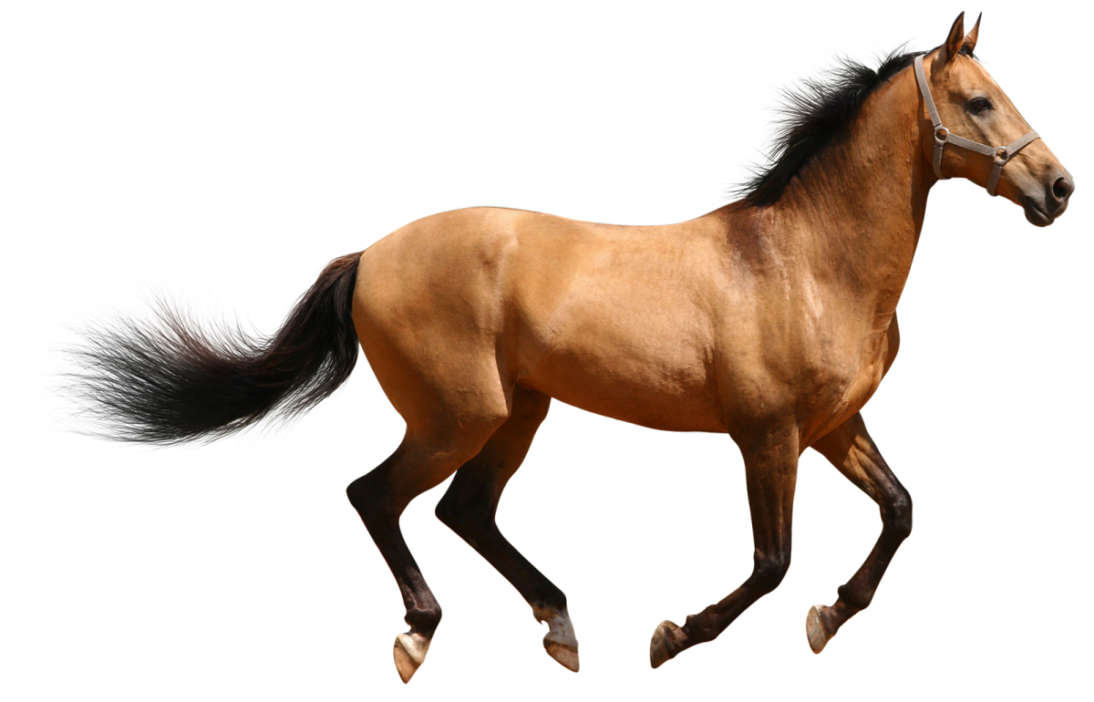 a brown horse running on a white background