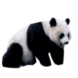 a panda bear sitting down on the ground