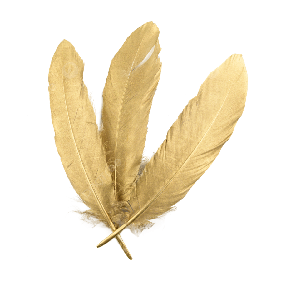 a feather on a white background