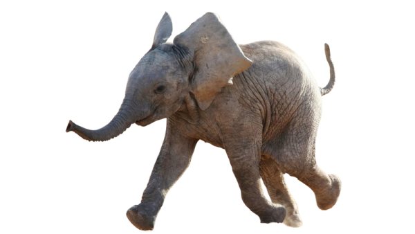 a baby elephant is running in the air