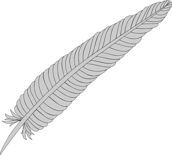 a feather on a white background