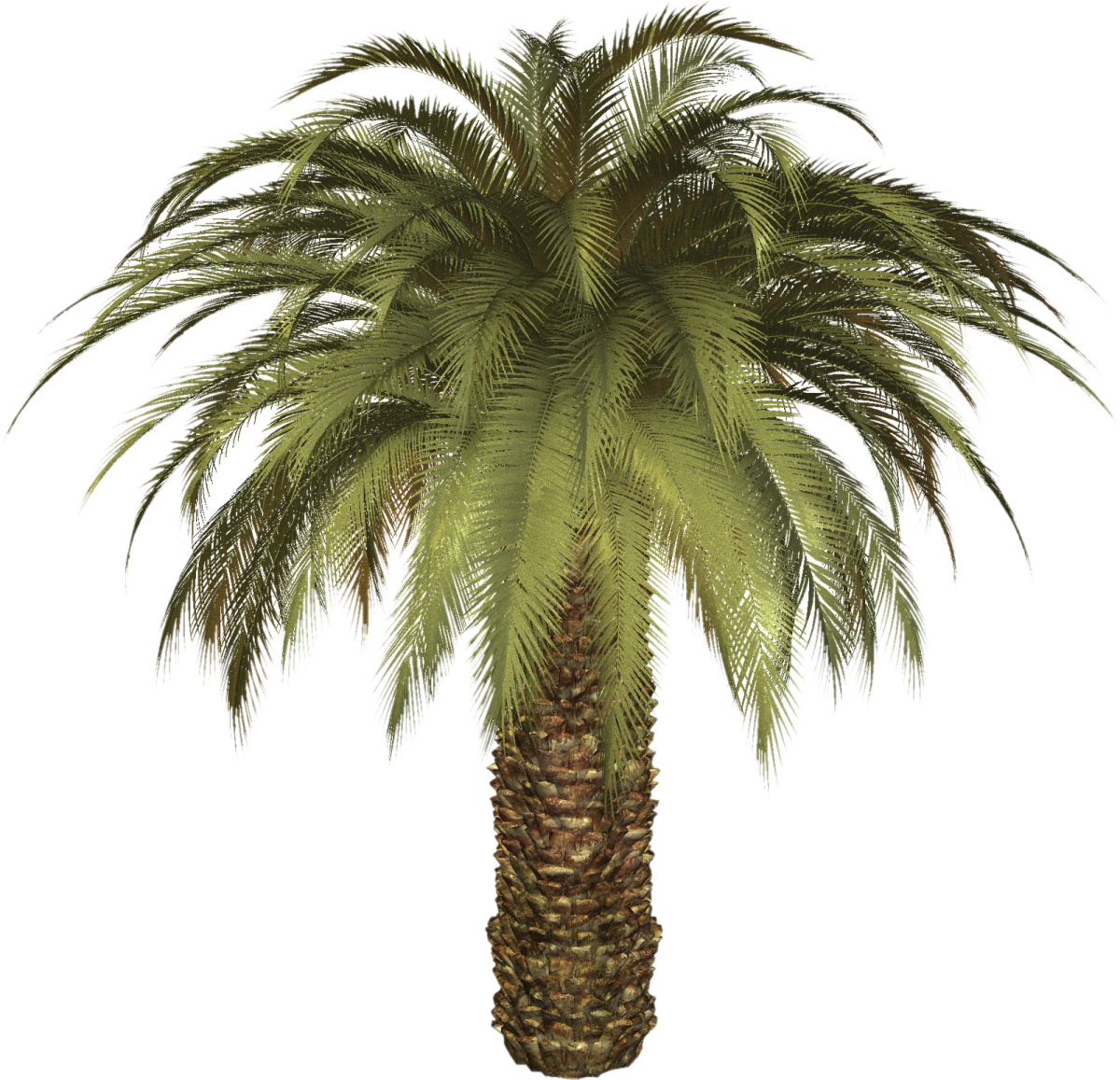 a palm tree on a white background