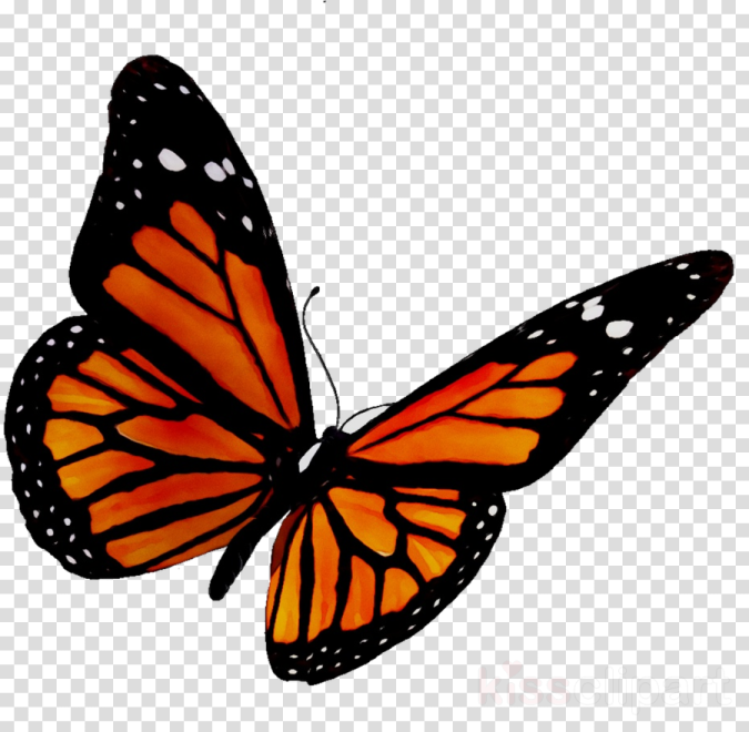 a monarch butterfly on a transparent background