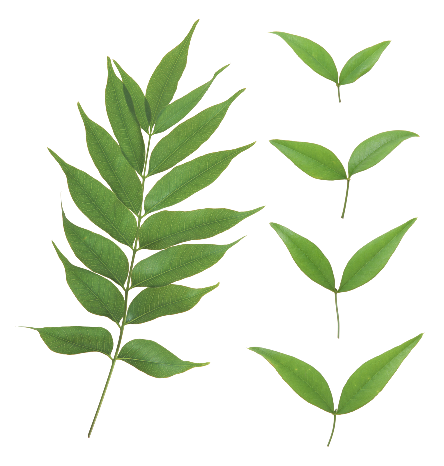 green leaves on a white background