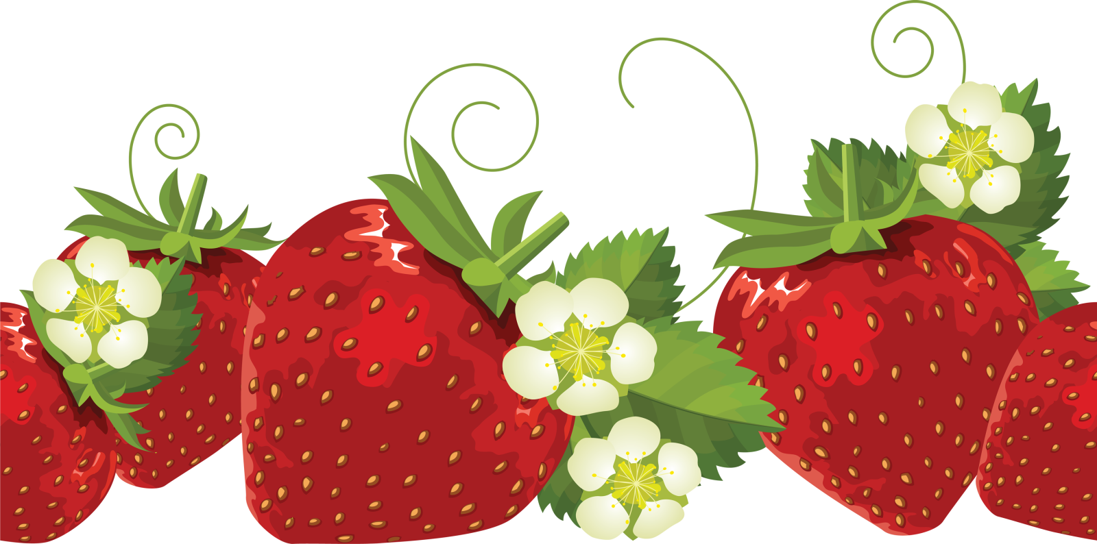three strawberries with white flowers and green leaves