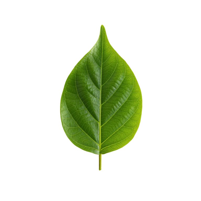 a green leaf on a white background