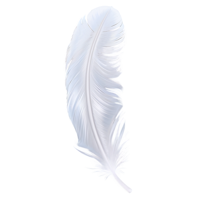 white feather on a white background
