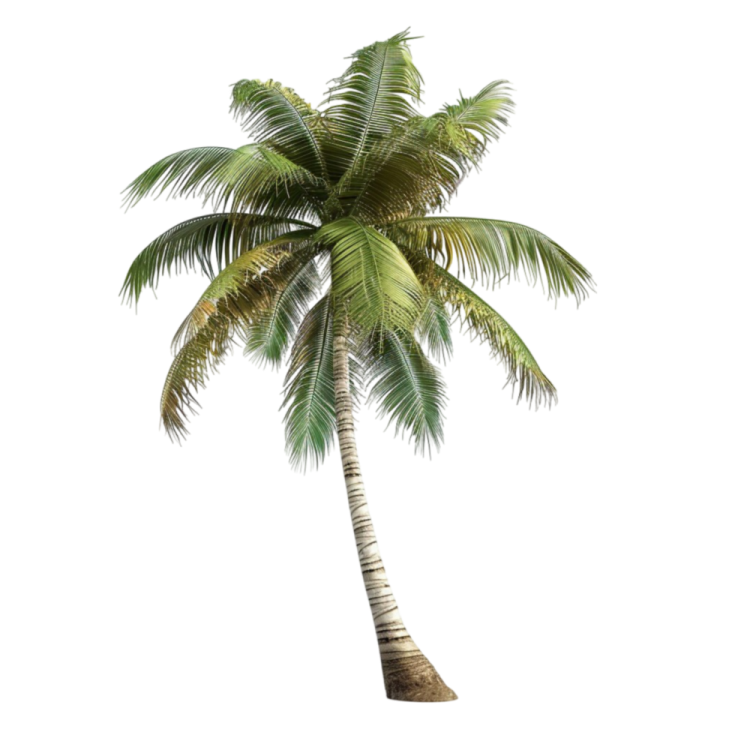 a palm tree on a white background