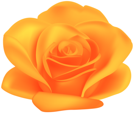 a yellow rose
