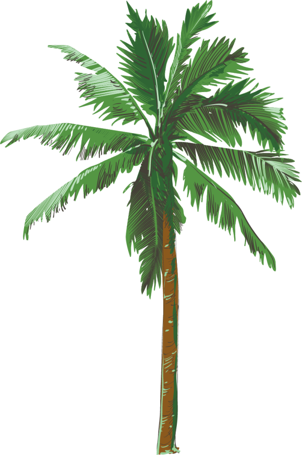 a palm tree on a white background