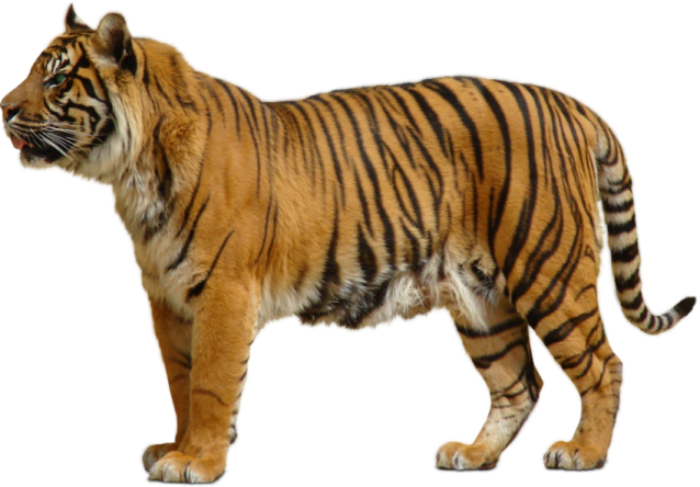 a tiger standing in front of a white background