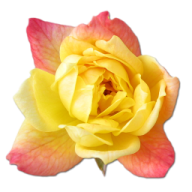 a pink and yellow rose on a white background