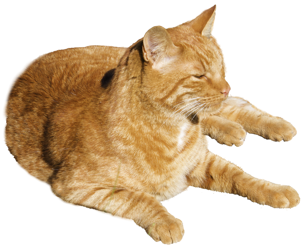 the cat is orange