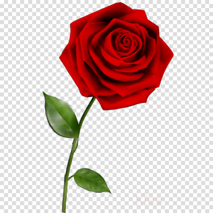 a red rose on a transparent background