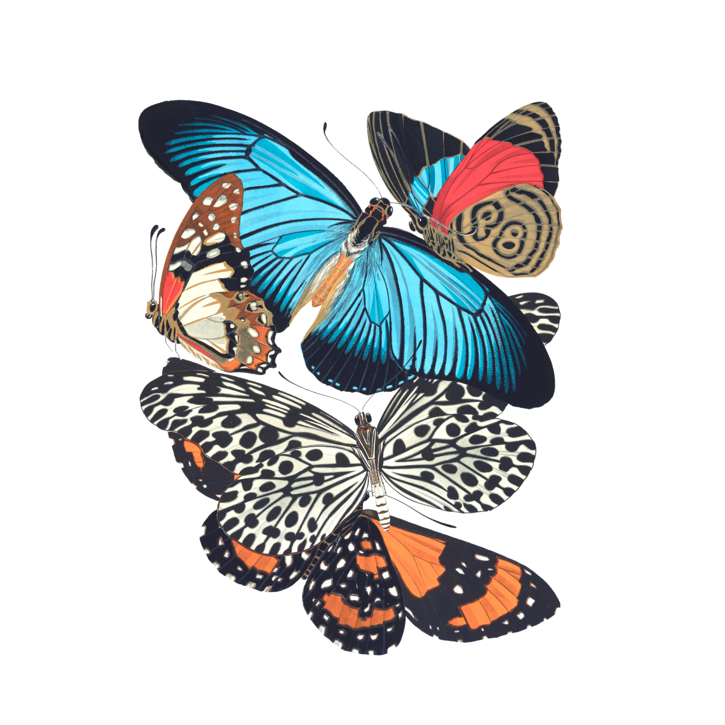 three butterflies on a white background