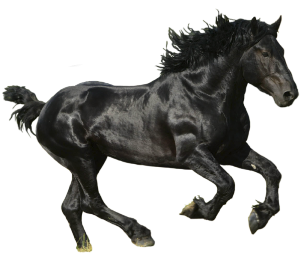 a black horse running on a white background
