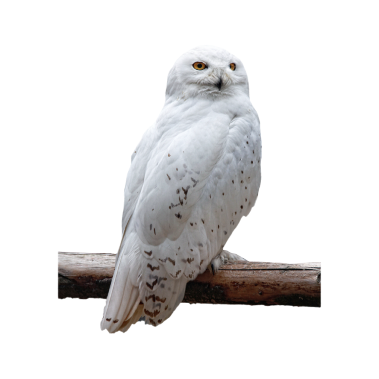 a white bird sitting on top of a branch