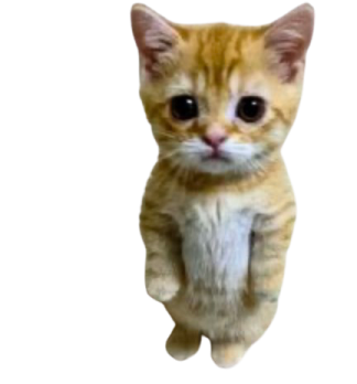 a small kitten sitting on its hinds