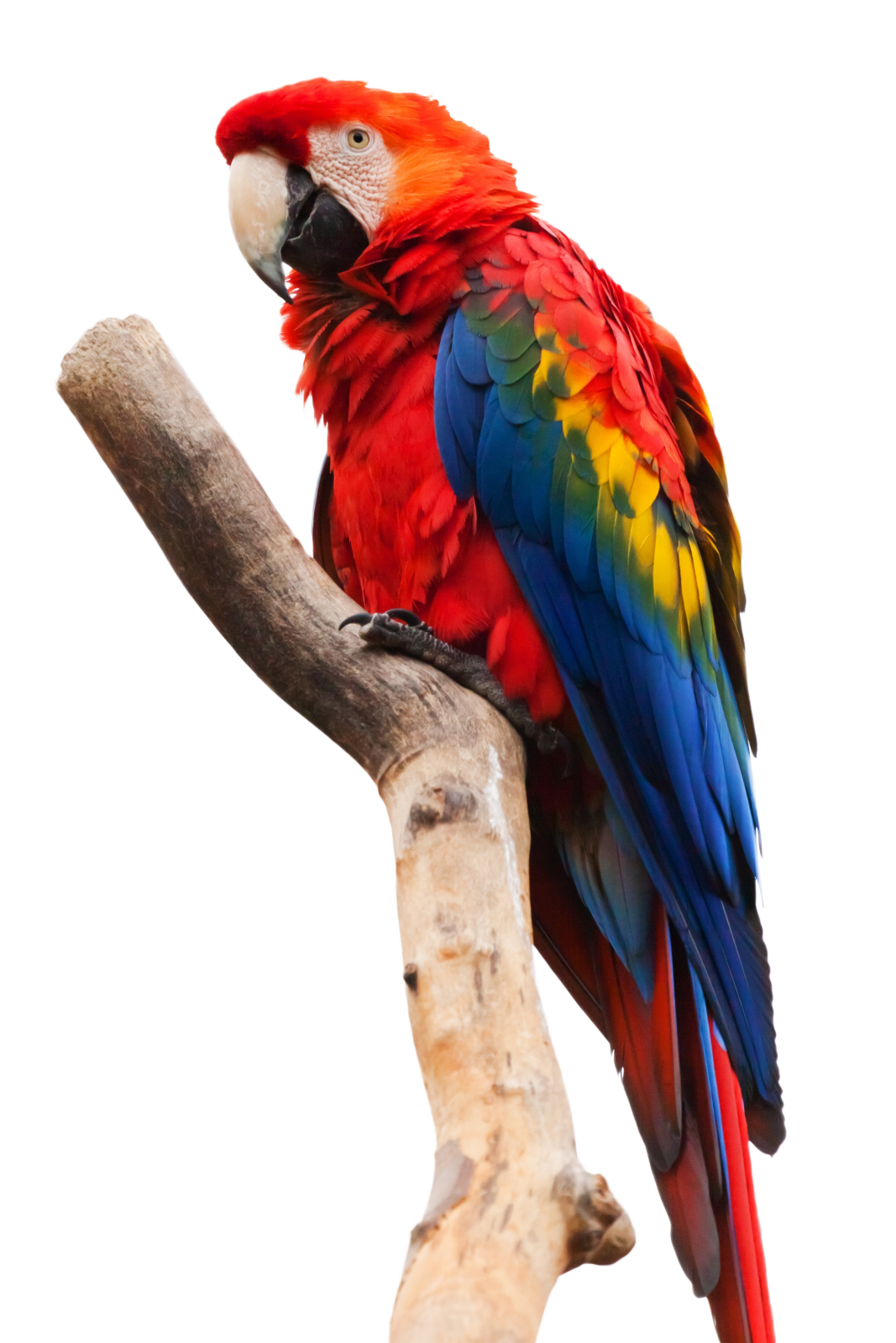 a red and yellow parrot perched on a branch