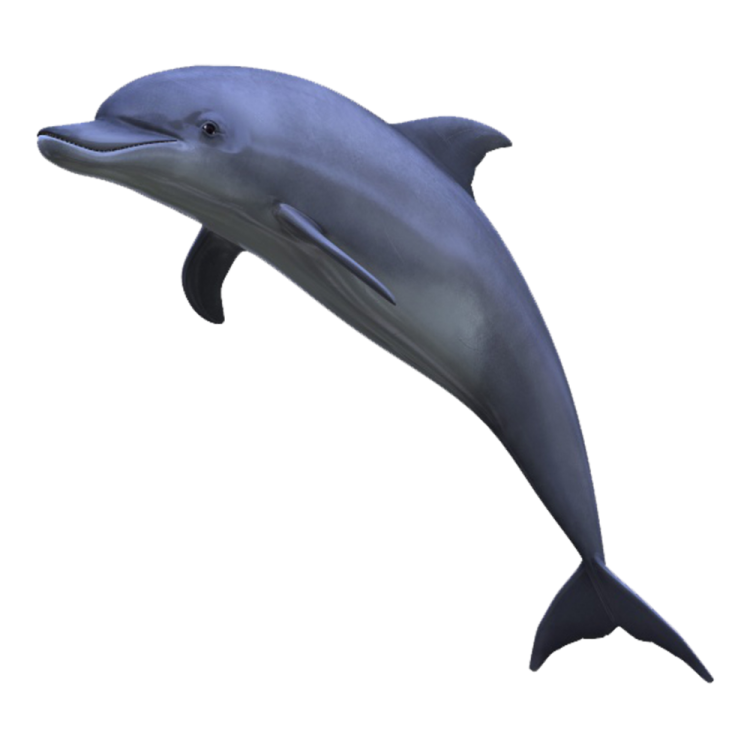 a dolphin jumping in the air on a white background