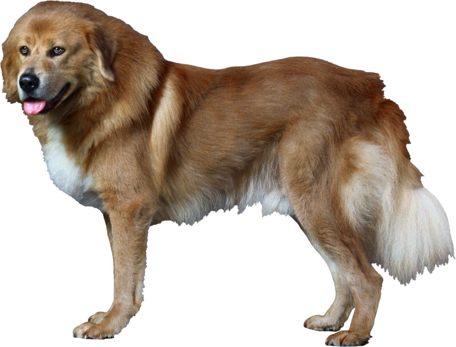a large brown dog standing on a white background