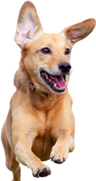 a small dog is jumping in the air