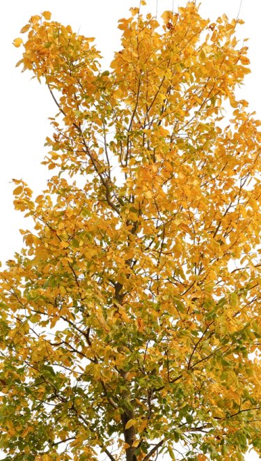 a tree with yellow leaves on it