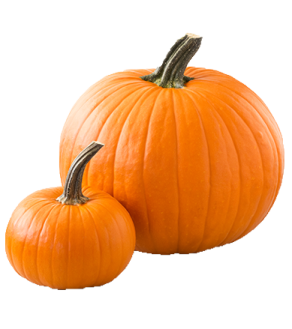 two orange pumpkins on a white background